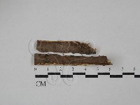 刺革菌屬藏品圖，第1張