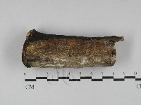 顯絲菌屬藏品圖，第1張