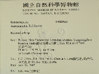 刺皮菌屬藏品圖，第2張