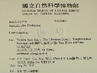 刺皮菌屬藏品圖，第2張