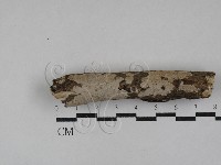 刺皮菌屬藏品圖，第1張