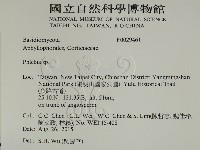 射脈菌屬藏品圖，第2張