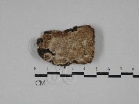 射脈菌屬藏品圖，第1張