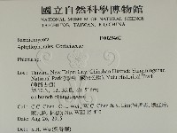 射脈菌屬藏品圖，第2張