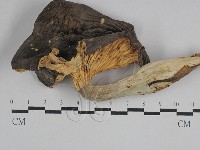 登錄號:F0029469藏品圖，第1張