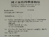 絲皮菌屬藏品圖，第2張