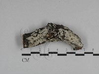 絲皮菌屬藏品圖，第1張