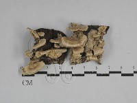 附毛菌屬藏品圖，第1張