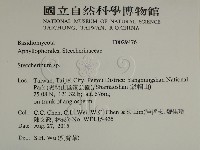 齒耳菌屬藏品圖，第2張