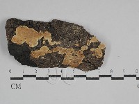 齒耳菌屬藏品圖，第1張