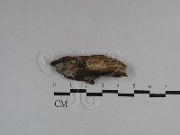 登錄號:F0029480藏品圖，第1張