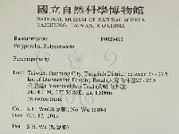 多年臥孔菌屬藏品圖，第2張