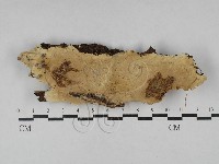 多年臥孔菌屬藏品圖，第1張