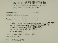 射脈菌屬藏品圖，第2張