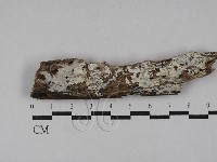 射脈菌屬藏品圖，第1張