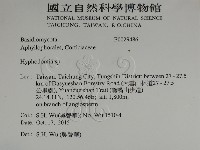 絲齒菌屬藏品圖，第2張