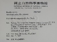 剛毛絲皮菌藏品圖，第2張