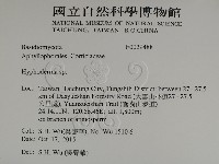 絲皮菌屬藏品圖，第2張