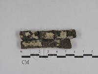 絲皮菌屬藏品圖，第1張