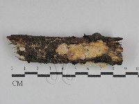 骨皮菌屬藏品圖，第1張