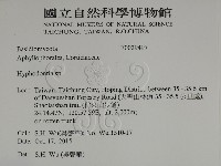 絲齒菌屬藏品圖，第2張