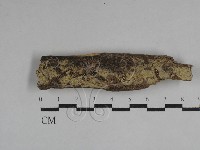 絲齒菌屬藏品圖，第1張