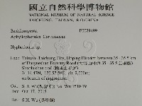 絲齒菌屬藏品圖，第2張