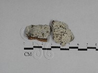 絲齒菌屬藏品圖，第1張