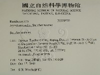 齒耳菌屬藏品圖，第2張