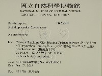 盤革菌屬藏品圖，第2張