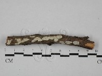 盤革菌屬藏品圖，第1張