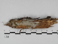 傑克菌屬藏品圖，第1張