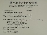 剛毛絲皮菌藏品圖，第2張