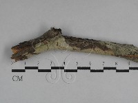 絲皮菌屬藏品圖，第1張