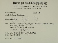 刺皮菌屬藏品圖，第2張