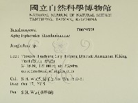 容氏菌屬藏品圖，第2張