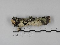 登錄號:F0029509藏品圖，第1張