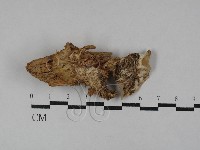 射脈菌屬藏品圖，第1張