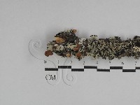 登錄號:F0029516藏品圖，第1張