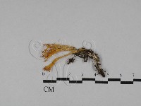 登錄號:F0029518藏品圖，第1張