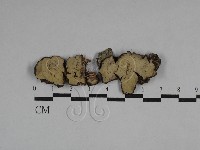 登錄號:F0029519藏品圖，第1張