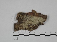 串擔革菌屬藏品圖，第1張
