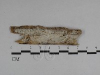 絲皮菌屬藏品圖，第1張