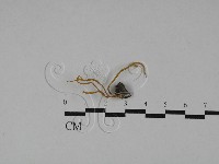 登錄號:F0029524藏品圖，第1張