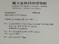 剛毛絲皮菌藏品圖，第2張