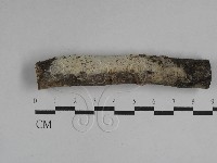 剛毛絲皮菌藏品圖，第1張