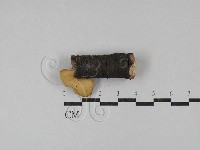 多孔菌屬藏品圖，第3張