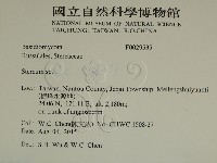 韌革菌屬藏品圖，第2張