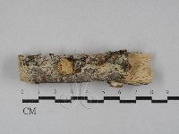 登錄號:F0029537藏品圖，第1張