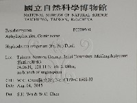 剛毛絲皮菌藏品圖，第2張